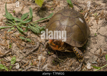 Un homme adulte fort tridactyle (tortues Terrapene carolina triungis) de Chatauqua County, Kansas, États-Unis. Banque D'Images