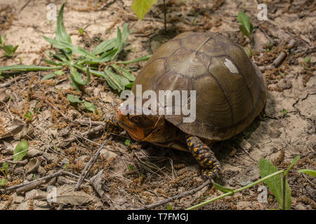 Un homme adulte fort tridactyle (tortues Terrapene carolina triungis) de Chatauqua County, Kansas, États-Unis. Banque D'Images