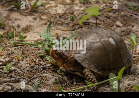 Un homme adulte fort tridactyle (tortues Terrapene carolina triungis) de Chatauqua County, Kansas, États-Unis. Banque D'Images