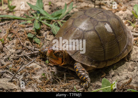 Un homme adulte fort tridactyle (tortues Terrapene carolina triungis) de Chatauqua County, Kansas, États-Unis. Banque D'Images