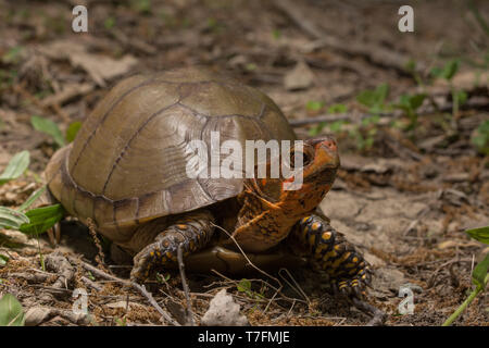 Un homme adulte fort tridactyle (tortues Terrapene carolina triungis) de Chatauqua County, Kansas, États-Unis. Banque D'Images