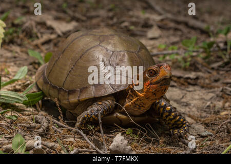 Un homme adulte fort tridactyle (tortues Terrapene carolina triungis) de Chatauqua County, Kansas, États-Unis. Banque D'Images