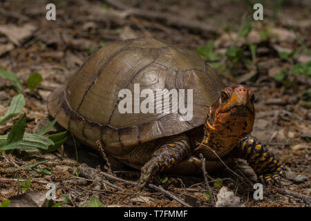 Un homme adulte fort tridactyle (tortues Terrapene carolina triungis) de Chatauqua County, Kansas, États-Unis. Banque D'Images