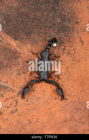 Heterometrus, Heterometrus xanthopus, Scorpions, Bapdev Ghat, La faune de Saswad, Maharashtra. Banque D'Images