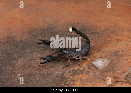 Heterometrus, Heterometrus xanthopus, Scorpions, Bapdev Ghat, La faune de Saswad, Maharashtra. Banque D'Images