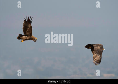 Aquila nipalensis steppe eagle, de la faune, Saswad, Maharashtra. Banque D'Images