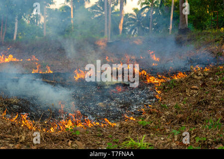 Feu de brousse dans les forêts tropicales de l'île de Koh Phangan, Thaïlande, Close up. Palm tree forest fire burning, feu de jour Banque D'Images