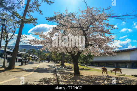 Nara, Japon - Apr 10, 2019. Les fleurs de cerisier japonais avec le sacré des daims au printemps à Nara, au Japon. Banque D'Images