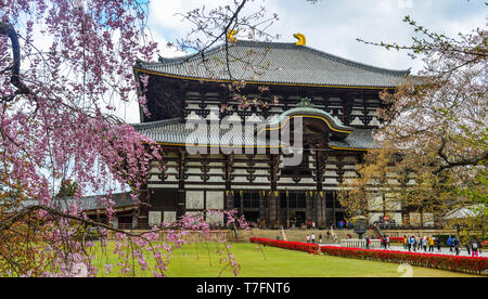 Nara, Japon - Apr 10, 2019. Temple bouddhiste antique Temple Todai-ji avec cherry blossom à Nara, au Japon. Banque D'Images