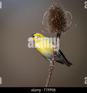 Tarin perché sur une cardère Banque D'Images