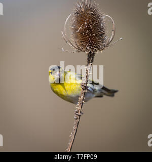 Tarin perché sur une cardère Banque D'Images
