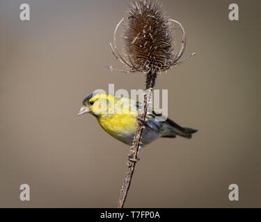 Tarin perché sur une cardère Banque D'Images
