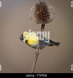 Tarin perché sur une cardère Banque D'Images