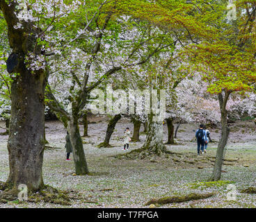 Nara, Japon - Apr 10, 2019. Personnes visitent cherry blossom park à Nara, au Japon. Nara est l'ancienne capitale du Japon, avec beaucoup d'héritages. Banque D'Images
