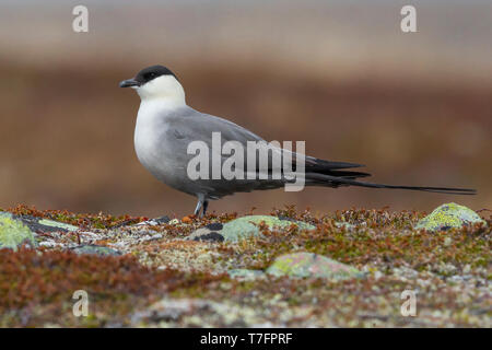 Labbe à longue queue (Stercorarius longicaudus)), des profils à terre Banque D'Images