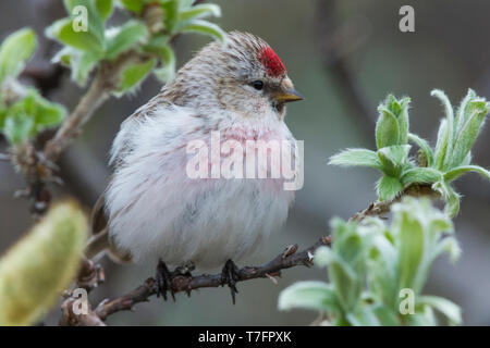 Sizerin flammé (Acanthis hornemanni arctique), adulte perché sur une branche Banque D'Images