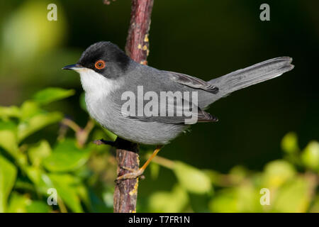 Fauvette sarde (Sylvia melanocephala), adulte perché sur une branche Banque D'Images