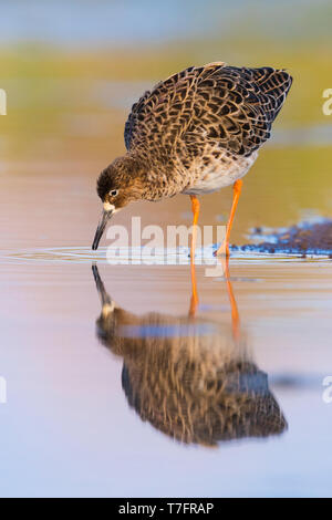 Le Combattant varié (Philomachus pugnax), adulte debout dans un lac au coucher du soleil Banque D'Images