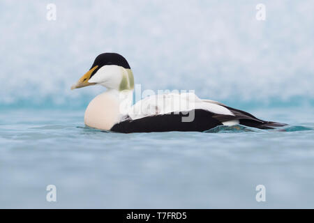 L'Eider à duvet (Somateria mollissima), natation adultes mâles Banque D'Images