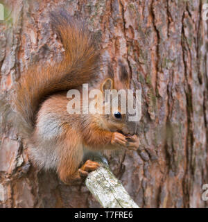 L'Écureuil roux (Sciurus vulgaris), l'alimentation et seeting aduld sur une branche de pin Banque D'Images