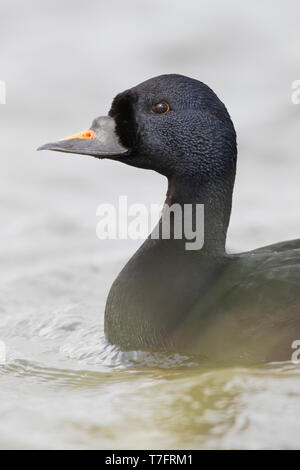 Macreuse noire (Melanitta nigra), mâle adulte, close-up Banque D'Images