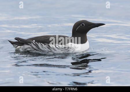 Guillemot de Troïl (Uria aalge), bridée dans la mer natation adultes Banque D'Images