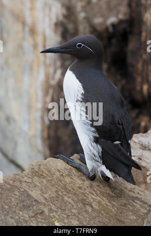 Guillemot de Troïl (Uria aalge), adultes bridled debout sur un rocher Banque D'Images