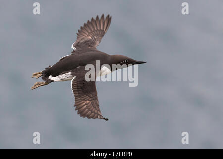 Guillemot de Troïl (Uria aalge), les adultes en vol Banque D'Images