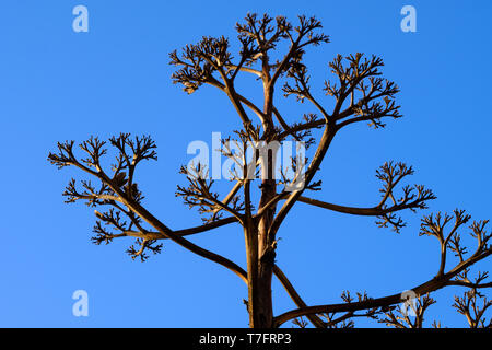 Tige de fleur en décomposition d'une plante américaine d'agave géant. Comares, Axarquia, Malaga, Andalousie, Costa del sol, Espagne Banque D'Images