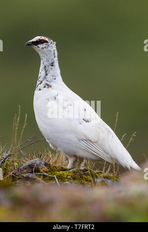 Le Lagopède alpin (Lagopus lagopus islandorum), adulte en plumage d'hiver presque complète sur le terrain permanent Banque D'Images