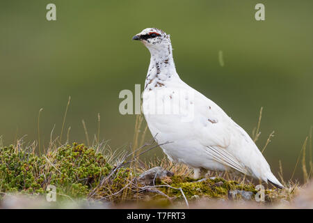Le Lagopède alpin (Lagopus lagopus islandorum), adulte en plumage d'hiver presque complète sur le terrain permanent Banque D'Images