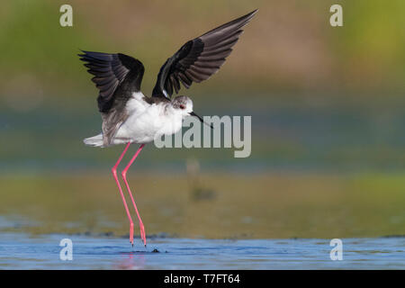 Black-winged Stilt (Himantopus himantopus), des profils de décoller de l'eau Banque D'Images
