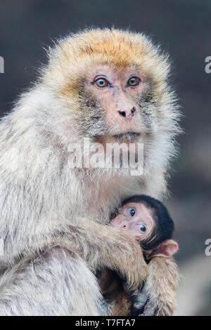 Macaque de Barbarie (Macaca sylvanus), femelle adulte avec un cub Banque D'Images