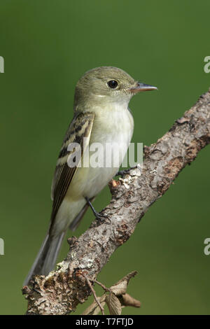 Des profils Moucherolle vert (Empidonax virescens) Galveston Co., New York Avril 2016 Banque D'Images