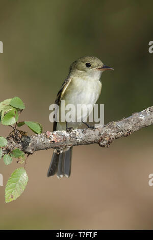 Des profils Moucherolle vert (Empidonax virescens) Galveston Co., New York Avril 2016 Banque D'Images