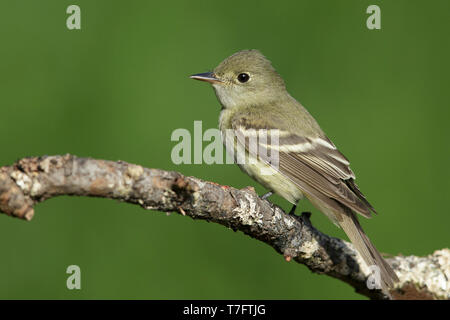 Des profils Moucherolle vert (Empidonax virescens) Galveston Co., New York Avril 2016 Banque D'Images