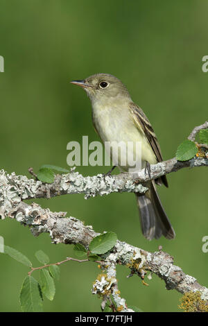 Des profils Moucherolle vert (Empidonax virescens) Galveston Co., New York Avril 2016 Banque D'Images