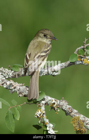 Des profils Moucherolle vert (Empidonax virescens) Galveston Co., New York Avril 2016 Banque D'Images