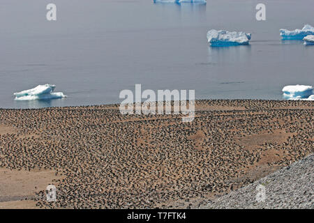 Grande colonie de manchots Adélie (Pygoscelis adeliae) sur l'Antarctique. Banque D'Images