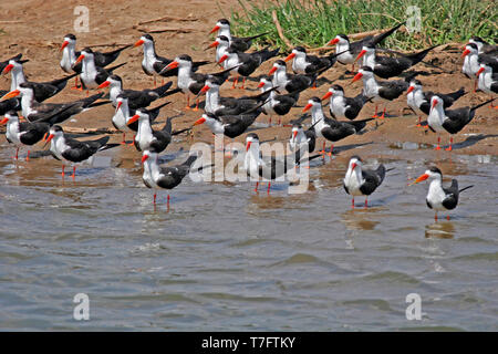 Groupe d'eau de l'Afrique (Rynchops flavirostris) reposant sur le banc de sable le long de la rive d'un lac en Ouganda. Banque D'Images