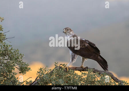 Des profils aigle de Bonelli (Aquila fasciata) en Espagne Banque D'Images