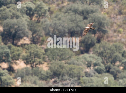 Des profils aigle de Bonelli (Aquila fasciata) en vol, vu d'en haut, au-dessus du paysage espagnol dans Extemadura. Banque D'Images