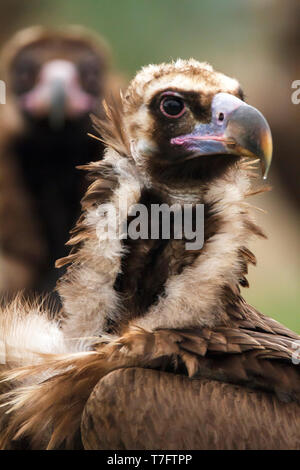 Portrait Cinereous vulture Banque D'Images