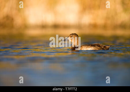 La fuligule milouin (Aythya ferina) nager tôt le matin, la lumière dans un lac en Daimiel National Park, de l'Espagne. Banque D'Images