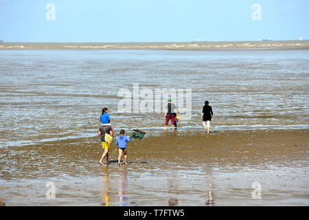 Chatelaillon-Plage (centre-ouest de la France) : la pêche à pied à marée basse. Banque D'Images