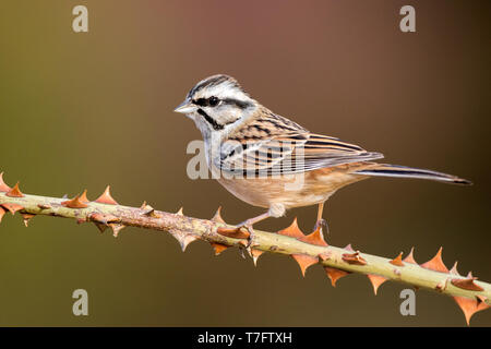 Rock adulte (Emberiza cia) perché sur un rameau épineux dans la province de Teruel en Espagne. Oiseau plumage d'automne. Banque D'Images