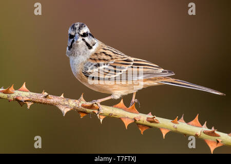 Rock adulte (Emberiza cia) perché sur un rameau épineux dans la province de Teruel en Espagne. Regardant droit dans la caméra. Oiseau plumage d'automne. Banque D'Images