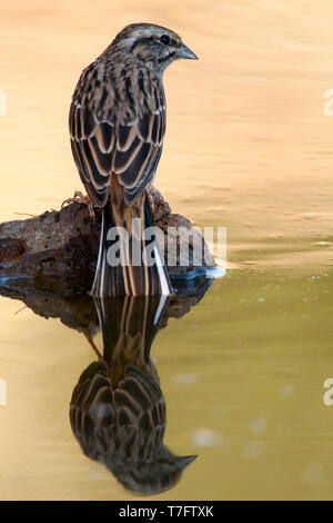 Rock (Emberiza cia) au cours de l'automne à Ciudad Real en Espagne. Perché sur petit rocher en piscine d'eau douce Banque D'Images