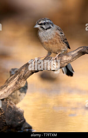 Rock usé (Emberiza cia) à la fin de l'été à Ciudad Real en Espagne. Banque D'Images