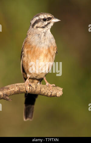 Rock usé (Emberiza cia) à la fin de l'été à Ciudad Real en Espagne. Banque D'Images